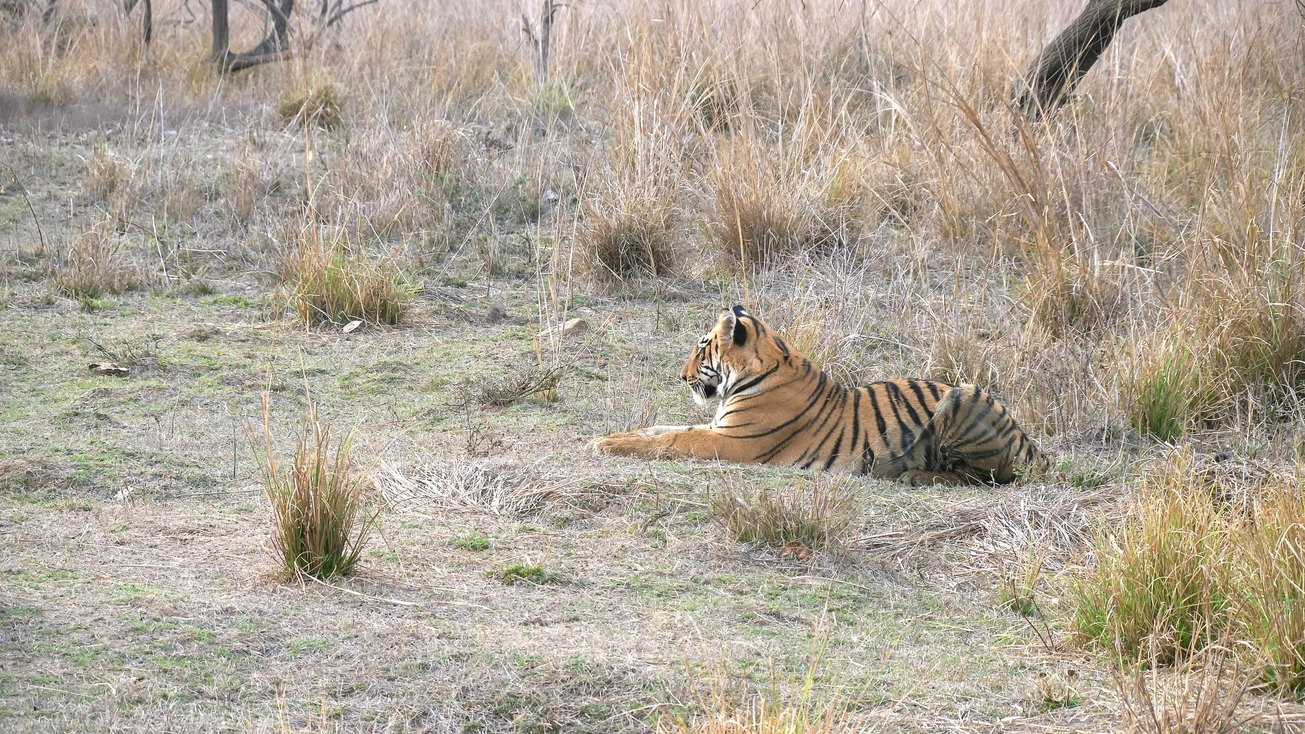 Bengal tiger cub resting in Tadoba