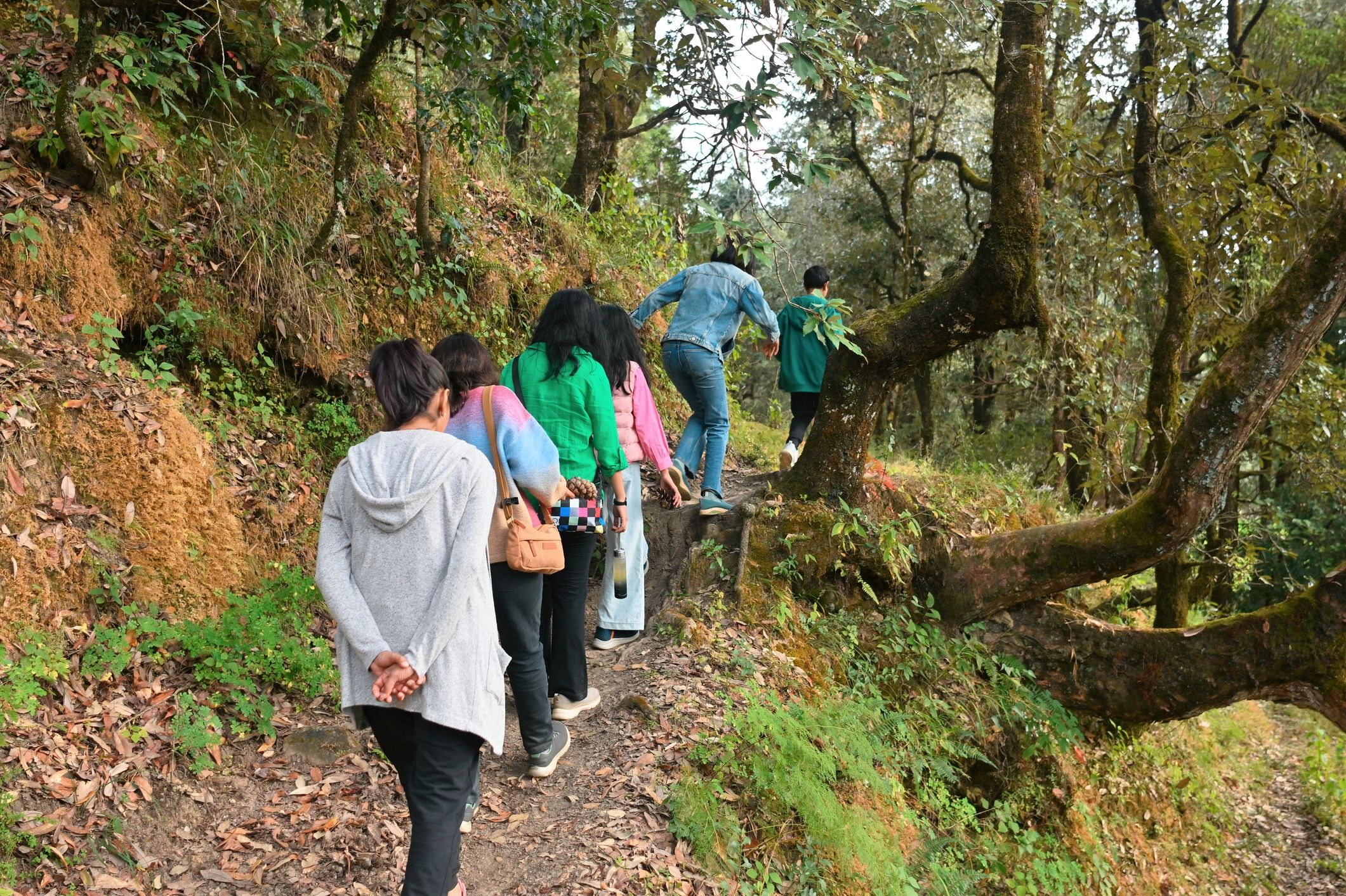 Group hiking along a narrow forest trail in mountain woodland
