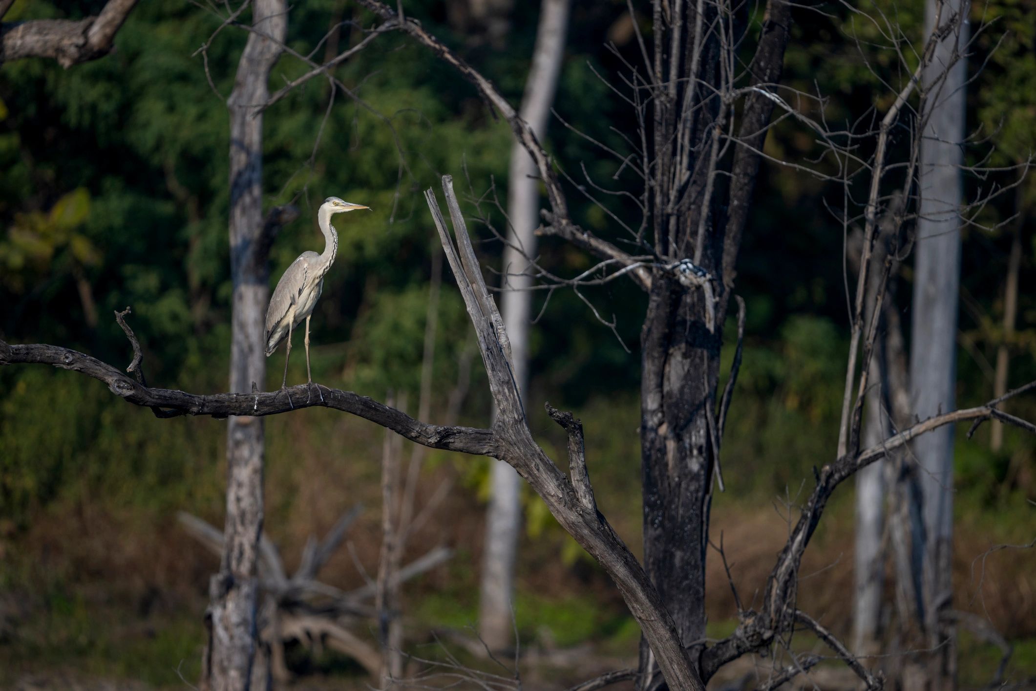 Grey heron perched in woodland habitat